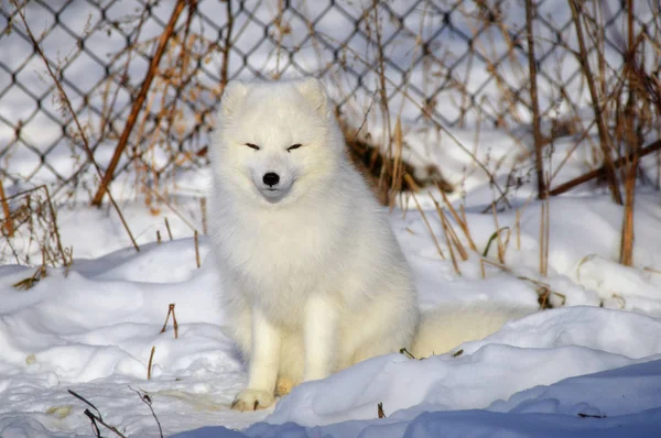 Un renard arctique — Photo