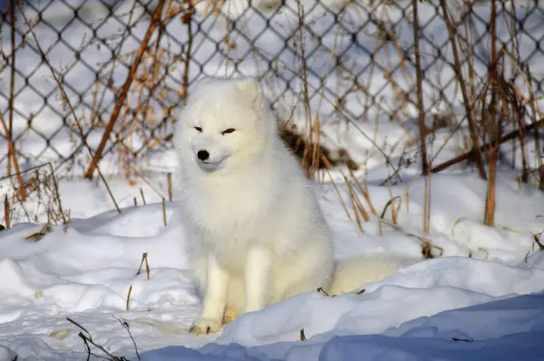 Un zorro ártico —  Fotos de Stock