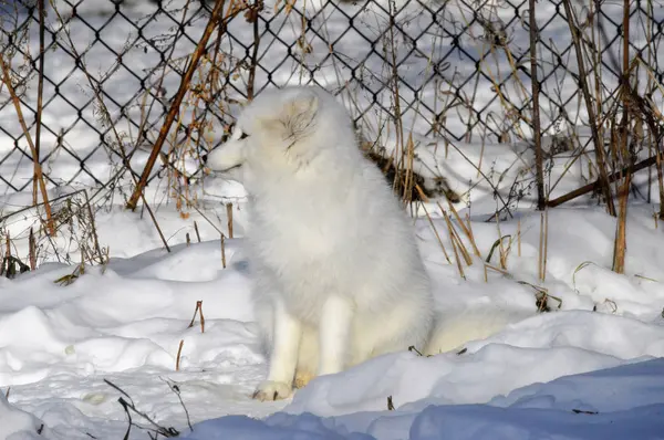Uma Raposa Ártica — Fotografia de Stock