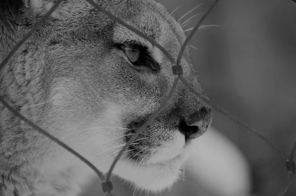 Close up of a Puma — Stock Photo, Image