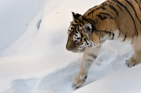 Tiger im Schnee — Stockfoto