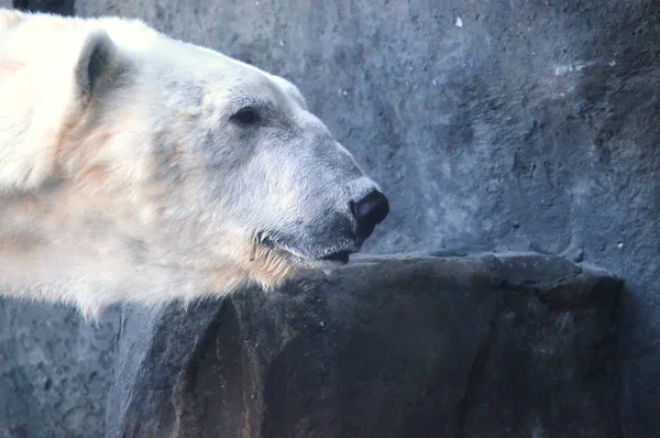 Un orso polare — Foto Stock