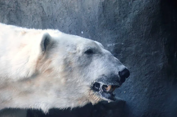 Niedźwiedź polarny — Zdjęcie stockowe