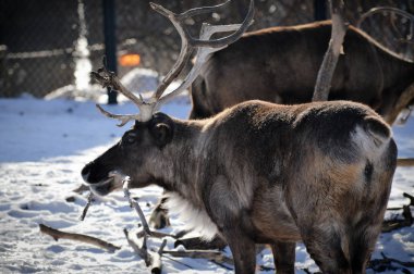 Kış aylarında Ren geyiği