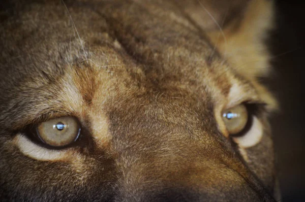 Oczy lwa — Zdjęcie stockowe