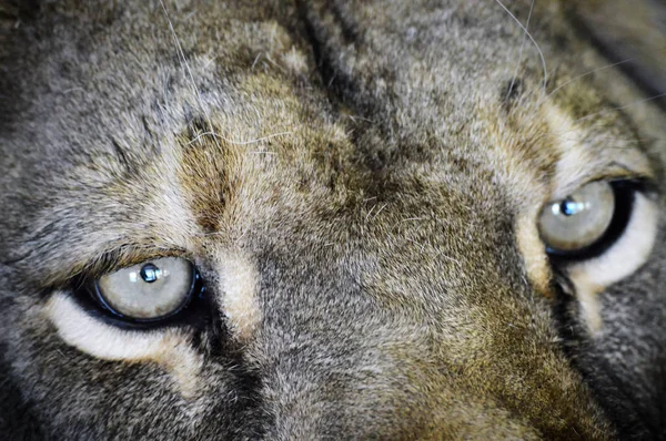 ライオンの目 — ストック写真
