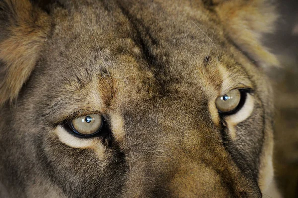 Yeux de lion — Photo