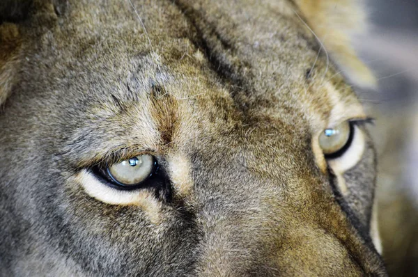 Eyes of Lion — Stock Photo, Image