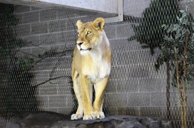 Arslan kaya üzerinde