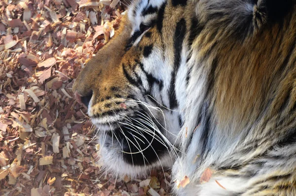 Ein ruhender Tiger — Stockfoto