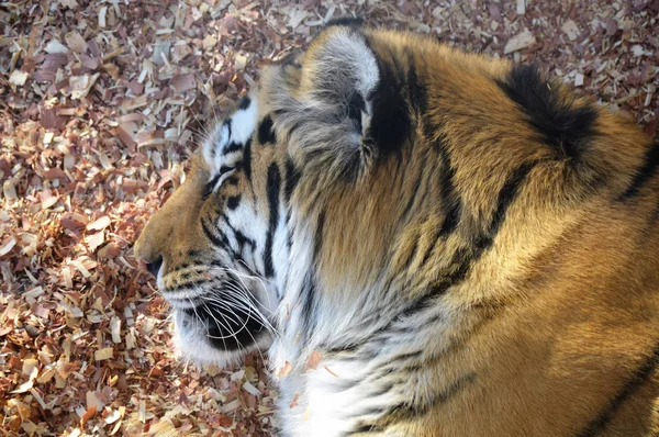 Spoczynku tygrysa — Zdjęcie stockowe