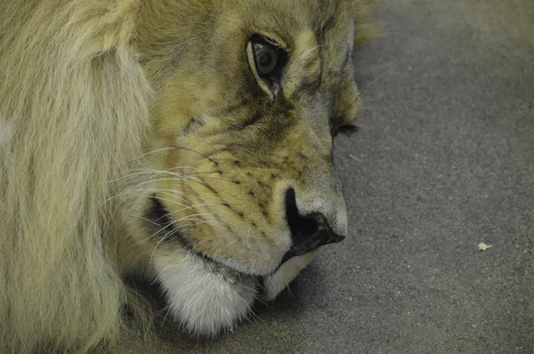 Un león macho — Foto de Stock