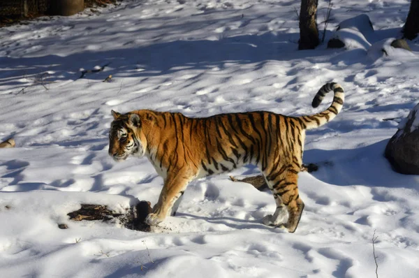 Tiger im Schnee — Stockfoto