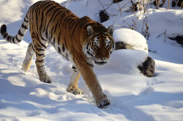 Τίγρης στο χιόνι — Φωτογραφία Αρχείου