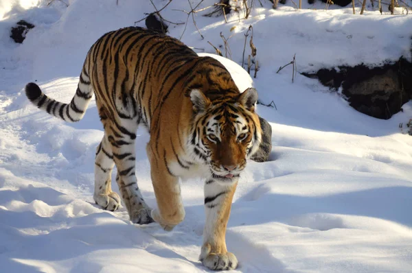 Тигр в снегу — стоковое фото