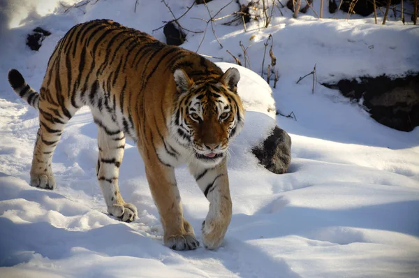 Tigris a hóban — Stock Fotó