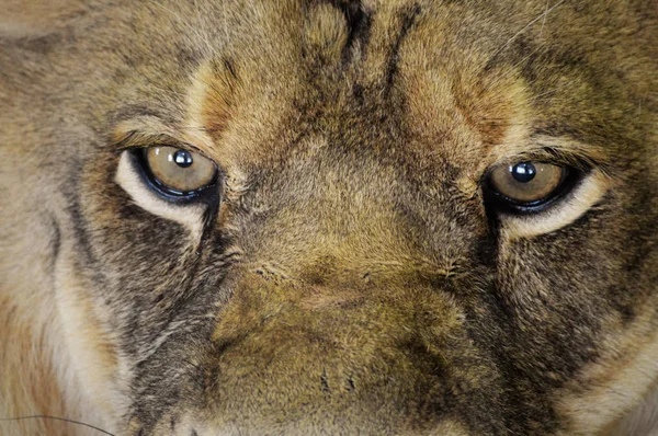 ライオンの目 — ストック写真