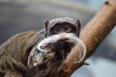 Emperor Tamarin