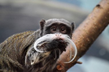 Emperor Tamarin