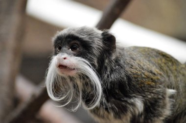 Emperor Tamarin