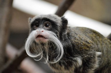 Emperor Tamarin