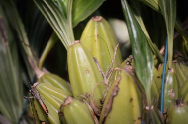 Bir sepet içinde büyüyen meyve