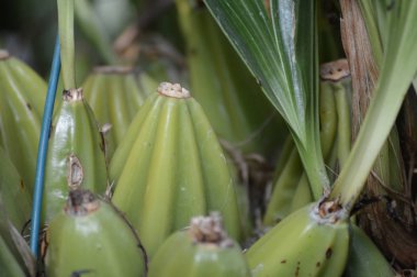 Bir sepet içinde büyüyen meyve