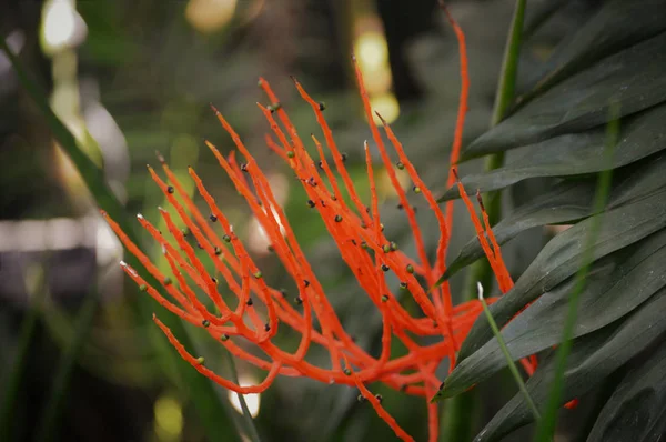 Une branche orange — Photo