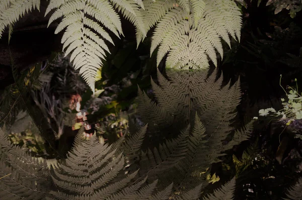 Ferns Reflecting in Water — Stock Photo, Image