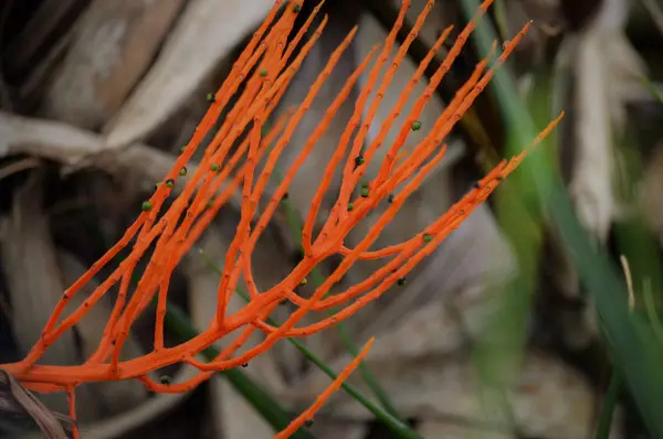Una rama naranja — Foto de Stock