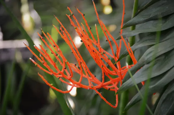 Un ramo arancione — Foto Stock