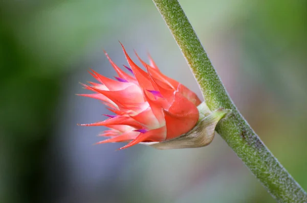 Bromeliad v zahradě — Stock fotografie