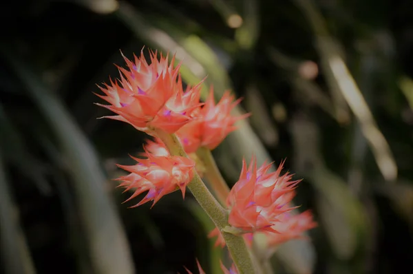 Bromeliad in the Garden — Stock Photo, Image