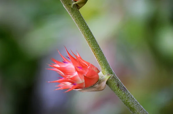 Bromeliad en el jardín — Foto de Stock