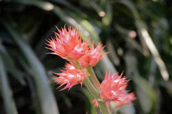 Bromélia no jardim — Fotografia de Stock