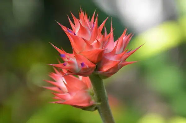 Bromelia in de tuin — Stockfoto