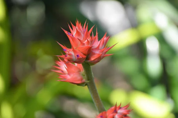 Bromélia no jardim — Fotografia de Stock