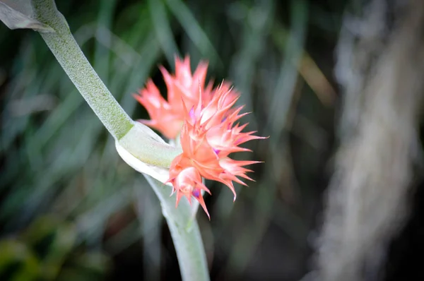 Bromeliad w ogrodzie — Zdjęcie stockowe