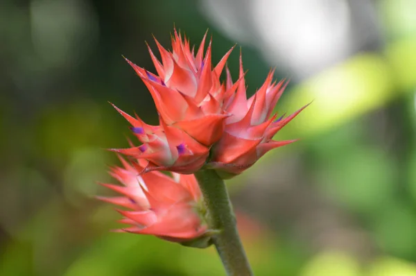 Bromeliad v zahradě — Stock fotografie