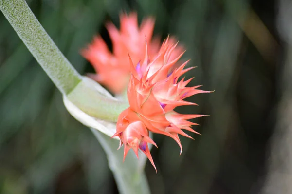 Bromeliad bahçede. — Stok fotoğraf