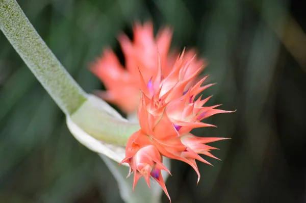 Bromeliad w ogrodzie — Zdjęcie stockowe