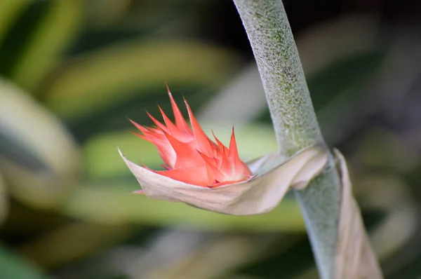 Bromélia no jardim — Fotografia de Stock