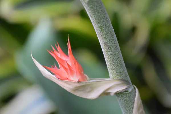 Bromeliad w ogrodzie — Zdjęcie stockowe