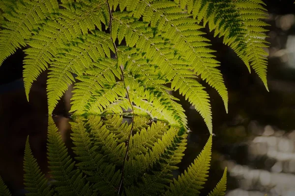 Fern in het Water — Stockfoto