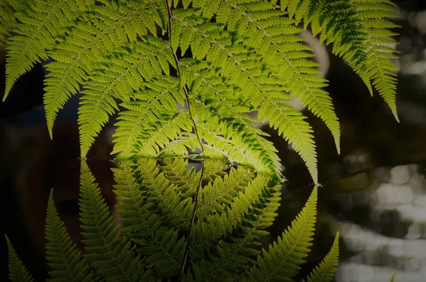 Fern in het Water — Stockfoto