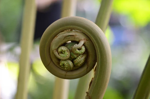 화분 Fiddlehead — 스톡 사진