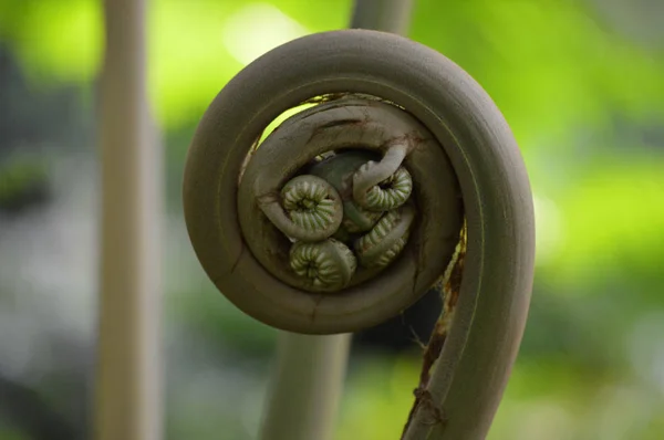 A Fern Fiddlehead — Stock Fotó