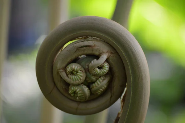 화분 Fiddlehead — 스톡 사진