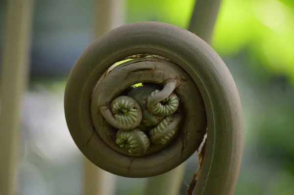 Μια Fiddlehead φτέρη — Φωτογραφία Αρχείου