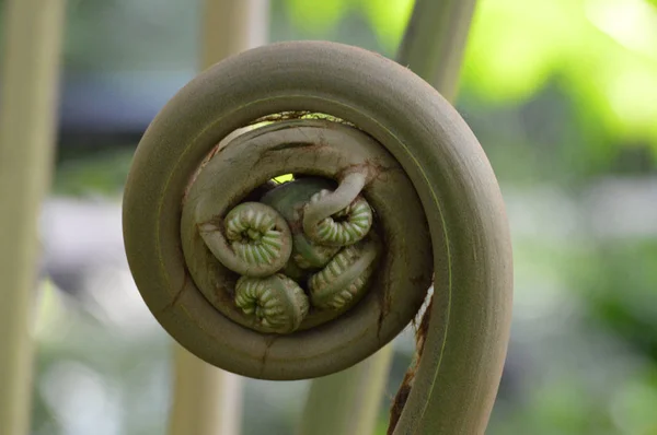 화분 Fiddlehead — 스톡 사진